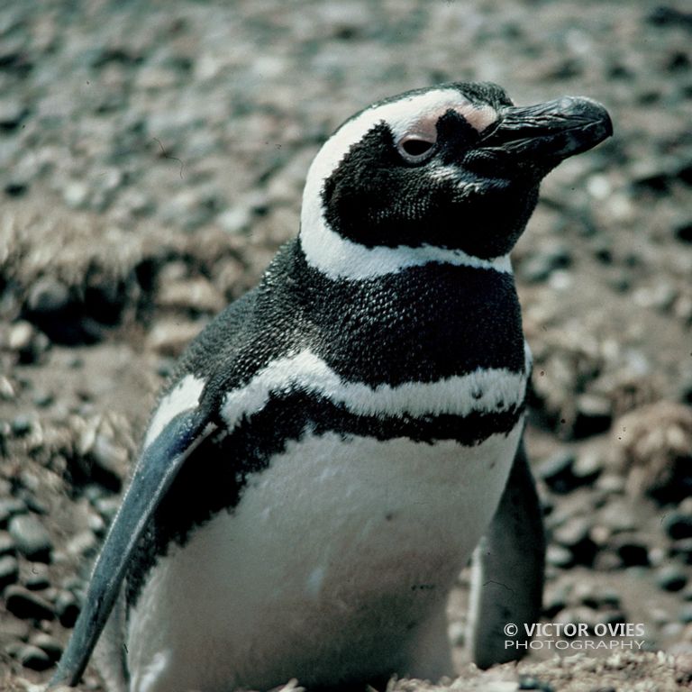 Pingüino de Magallanes - Peninsula Valdes